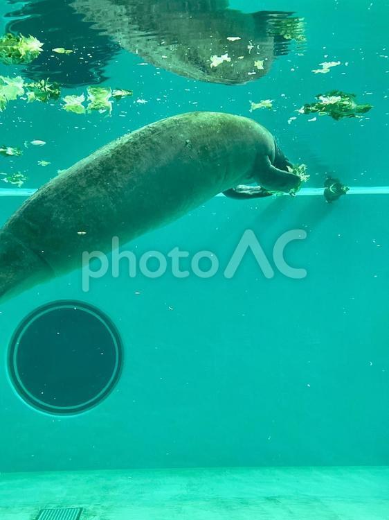 顔を隠すマナティー マナティー,ジュゴン,水族館の写真素材