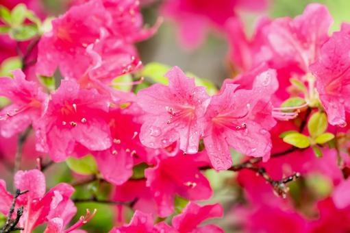 Azalea ⒂, JPG Azalea ⒂, JPG