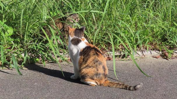 日向ぼっこしながら見つめ合う猫様たち 三毛猫,猫,キジトラの写真素材