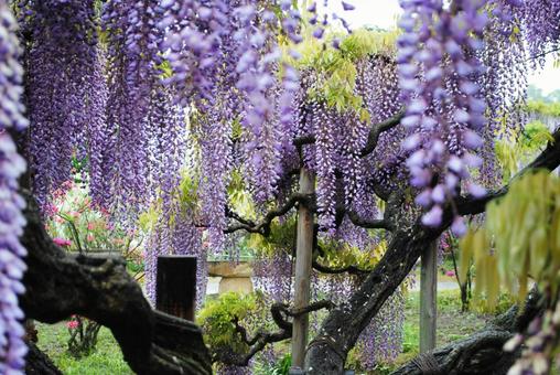 春の足利フラワーパーク 春の足利フラワーパーク 栃木県,足利市,足利フラワーパークの写真素材