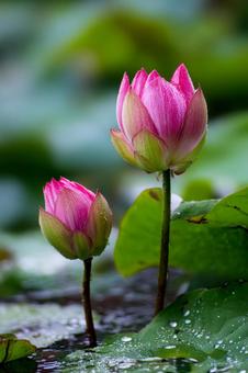 蓮の花 蓮の花の写真