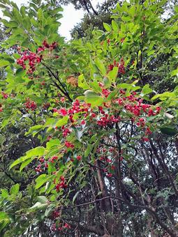 ゴンズイの実 ゴンズイ,植物,実の写真素材