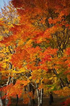 天鏡台・昭和の森の紅葉 紅葉,秋,山の写真素材