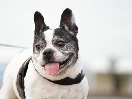 フレンチブルドッグのポートレート フレンチブルドッグのポートレート 犬,フレンチブルドッグ,フレブルの写真素材