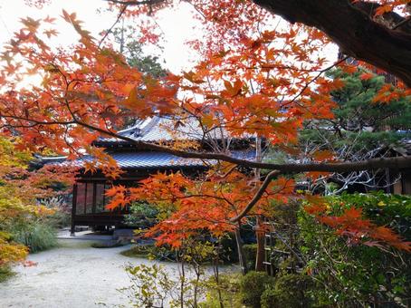 京都の紅葉（南禅寺天授庵） 紅葉,京都,南禅寺の写真素材