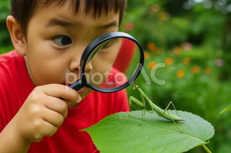 子供が虫眼鏡でカマキリを観察 夏休み,自由研究,昆虫観察の写真素材