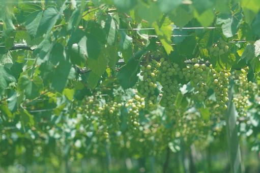 シャインマスカット シャインマスカットの写真