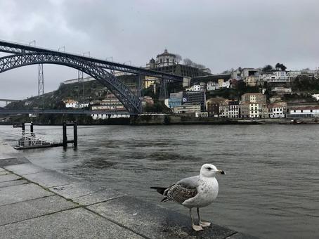 ポルトガル、ポルトの美しい街並みとカモメ 海外,欧州,ヨーロッパの写真素材