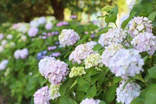 紫陽花４ あじさい,花,植物の写真素材