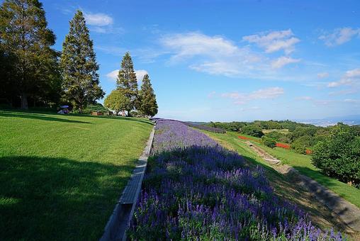 淡路島　あわじ花さじき53　サルビア 兵庫県,あわじ花さじき,サルビアの写真素材