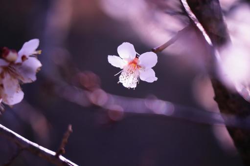 春の訪れと美しく輝く梅の花 春の訪れと美しく輝く梅の花の写真