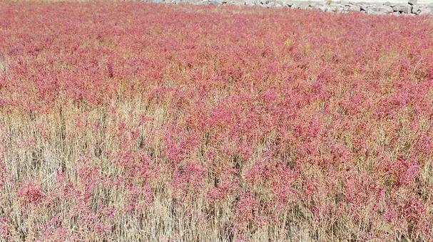 自生しているシチメンソウの群生 シチメンソウ,塩生植物,有明海の写真素材