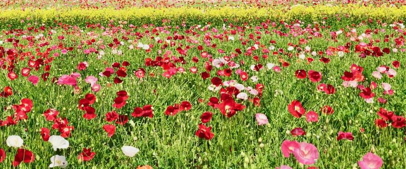 初夏の花畑 初夏の花畑の写真