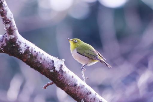 枝に止まるメジロ 枝に止まるメジロ メジロ,春,鳥の写真素材