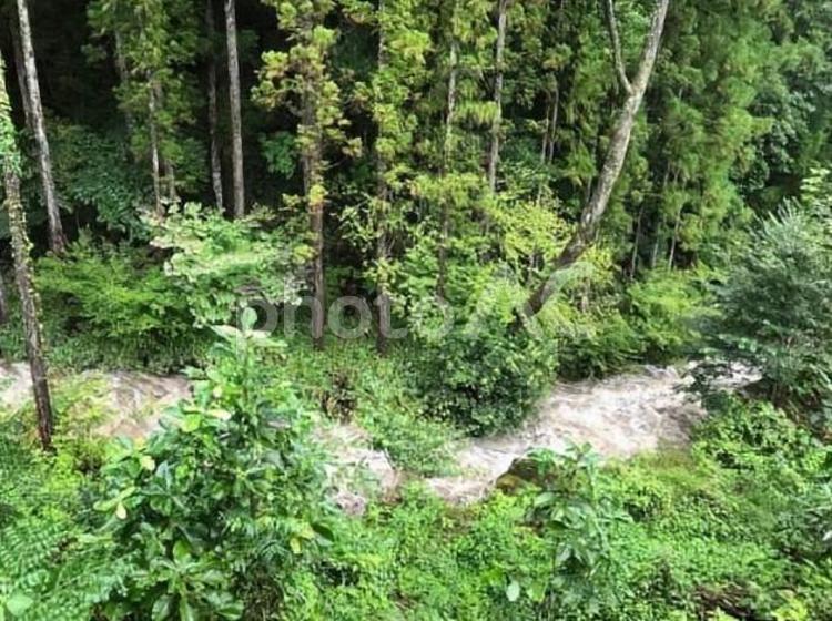 森林と谷 山,森林,川の写真素材