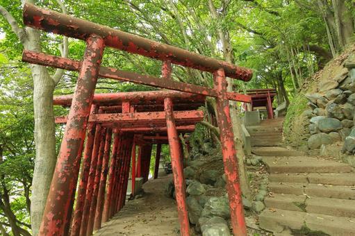 八幡浜市　愛宕山王照院　鳥居と遊歩道 愛宕山王照院,愛宕山,神社の写真素材