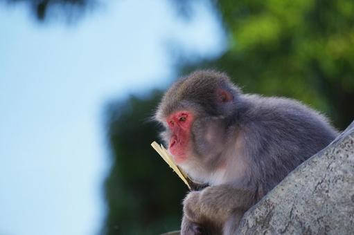 サル サル,青空,空の写真素材