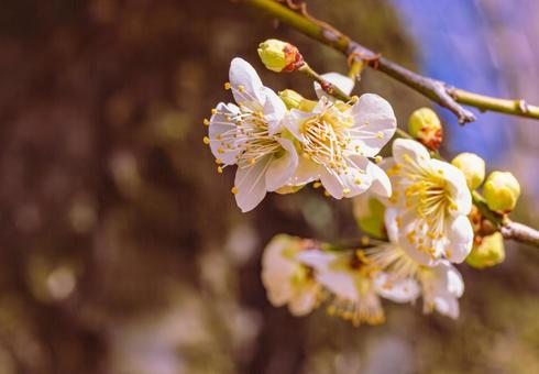 本庄運動公園 梅の花3−58 本庄運動公園 梅の花3−58の写真
