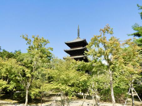 名勝御室と仁和寺五重塔2 仁和寺,五重塔,御室の写真素材