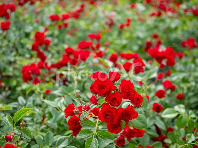 群生する真紅の小さなバラ 薔薇,ばら,ローズの写真素材