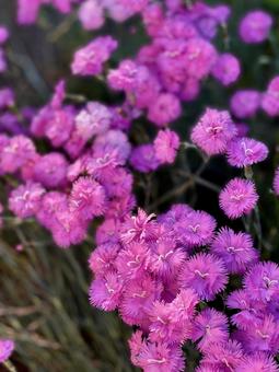 ピンクの花満開 ピンクの花満開 花,満開,花盛りの写真素材