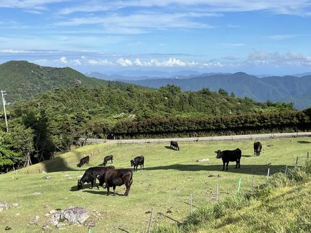 牛 牛 徳島県,佐那河内,大川原高原の写真素材