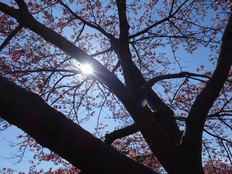 河津桜の公園-80 河津桜の公園-80の写真