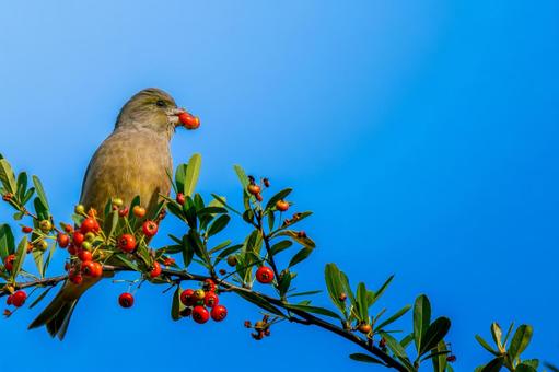 ピラカンサとカワラヒワ・コピースペース カワラヒワ,野鳥,鳥の写真素材