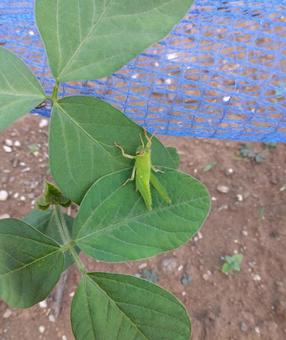 Grasshopper child, JPG