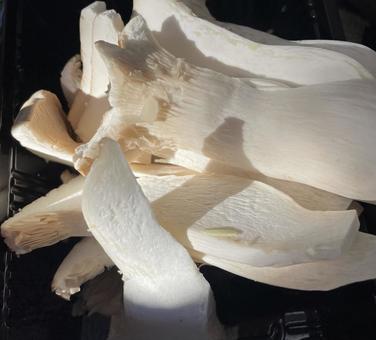 エリンギ エリンギ,キノコ,食べ物の写真素材