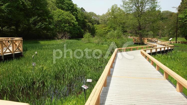 神代植物公園・水生園 神代植物公園水生園,調布,初夏の写真素材