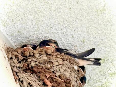 子ツバメ達 06 燕,鳥,生き物の写真素材