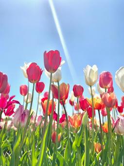 Tulips, JPG