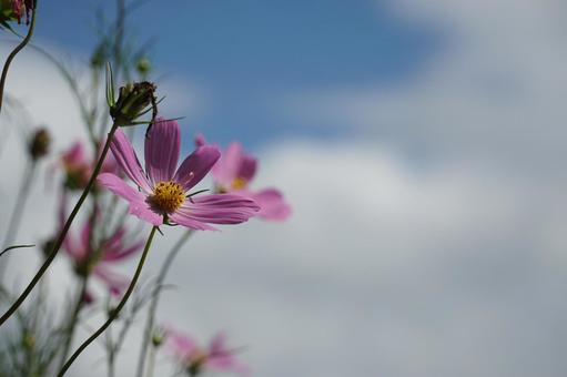 Photo, cosmos, sky, pink, 