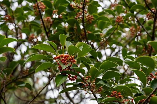 クロガネモチ クロガネモチ,木,枝の写真素材