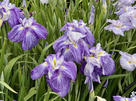 堀切菖蒲園 曇り空の下花菖蒲が咲き誇る 堀切菖蒲園 曇り空の下花菖蒲が咲き誇る 癒し,壁紙,花畑の写真素材