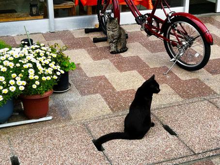 黒猫とサバトラ猫 黒猫とサバトラ猫 黒猫,サバトラ猫,野良猫の写真素材