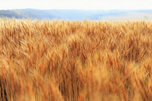 麦畑  麦畑,小麦,畑の写真素材