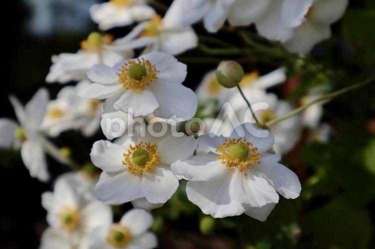 シュウメイギク 秋牡丹,アキボタン,貴船菊の写真素材