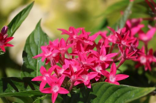 濃いピンクの花のペンタスの花のアップ 濃いピンク,ペンタス,花の写真素材