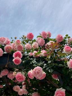 薔薇 薔薇の写真