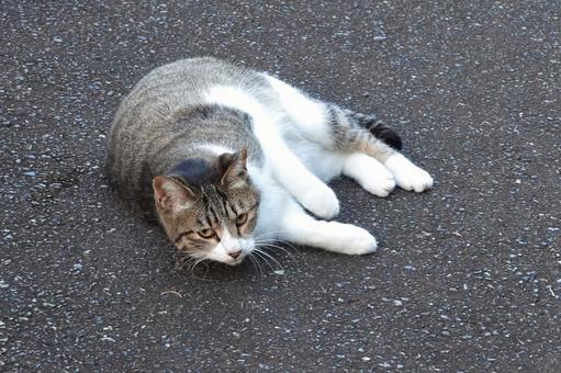 転がるキジシロ猫 保護猫,猫,ニャンコの写真素材