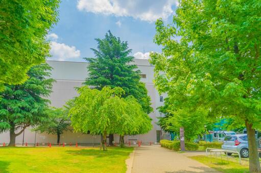 緑豊かな並木と白い建物 木,並木,緑の写真素材