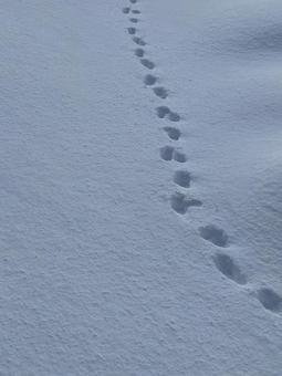 雪原に残る足跡② 雪原に残る足跡② 銀世界,冬,雪の写真素材