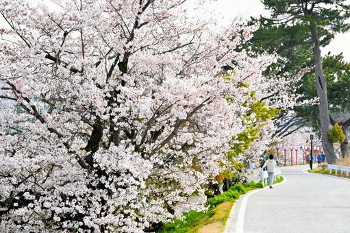 岡崎城公園 美しい満開の桜 岡崎城公園 美しい満開の桜の写真