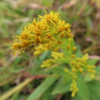 セイタカアワダチソウ（背高泡立草） セイタカアワダチソウ,背高泡立草,花の写真素材