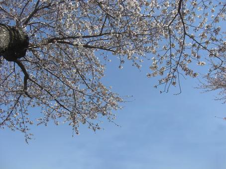 桜の並木道-8の写真