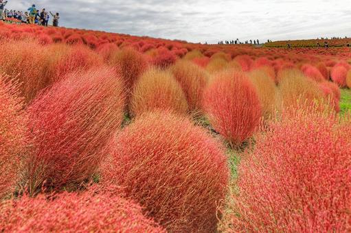 コキア コキア,赤,草の写真素材