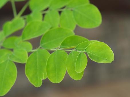 食用の木　モリンガの葉③ モリンガ,ワサビの木,葉の写真素材