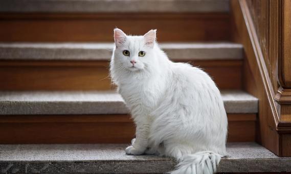 階段と猫2 階段と猫2の写真